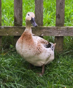 Welsh Harlequin Duck